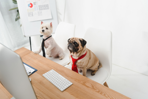 Bark Wars for Employees: Pet-Friendly Workplace Policies