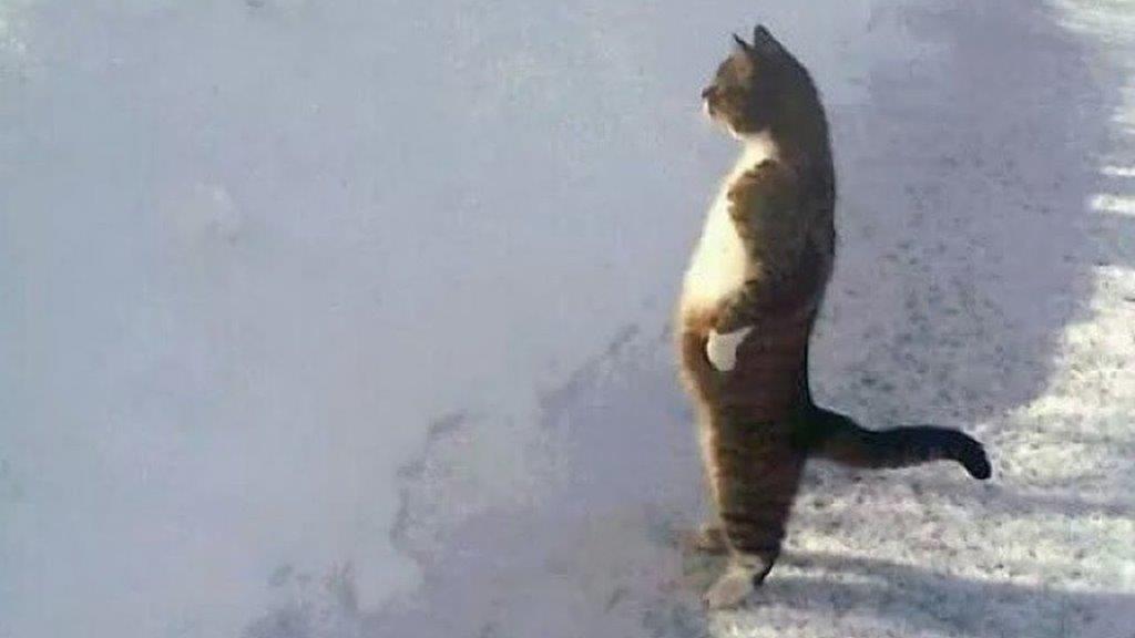 wise cat