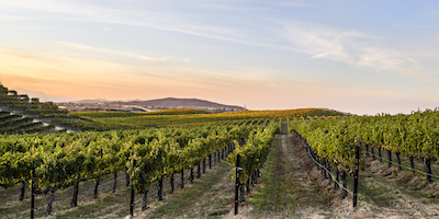 A rows of trees in a vineyard - AgTech and FoodTech Law